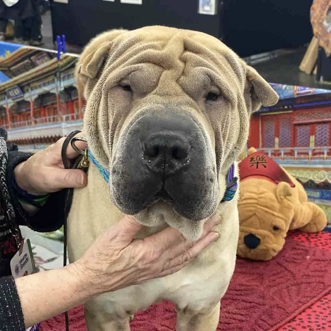 Shar-Pei