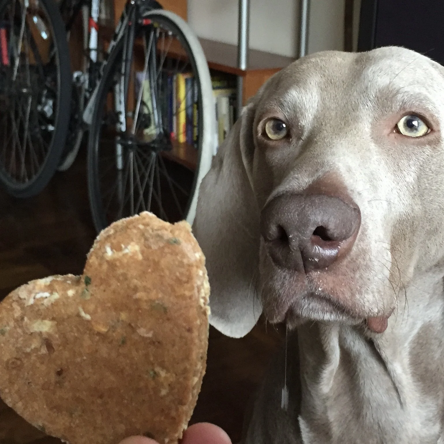Puppy Love: Valentine’s Day with your Dog