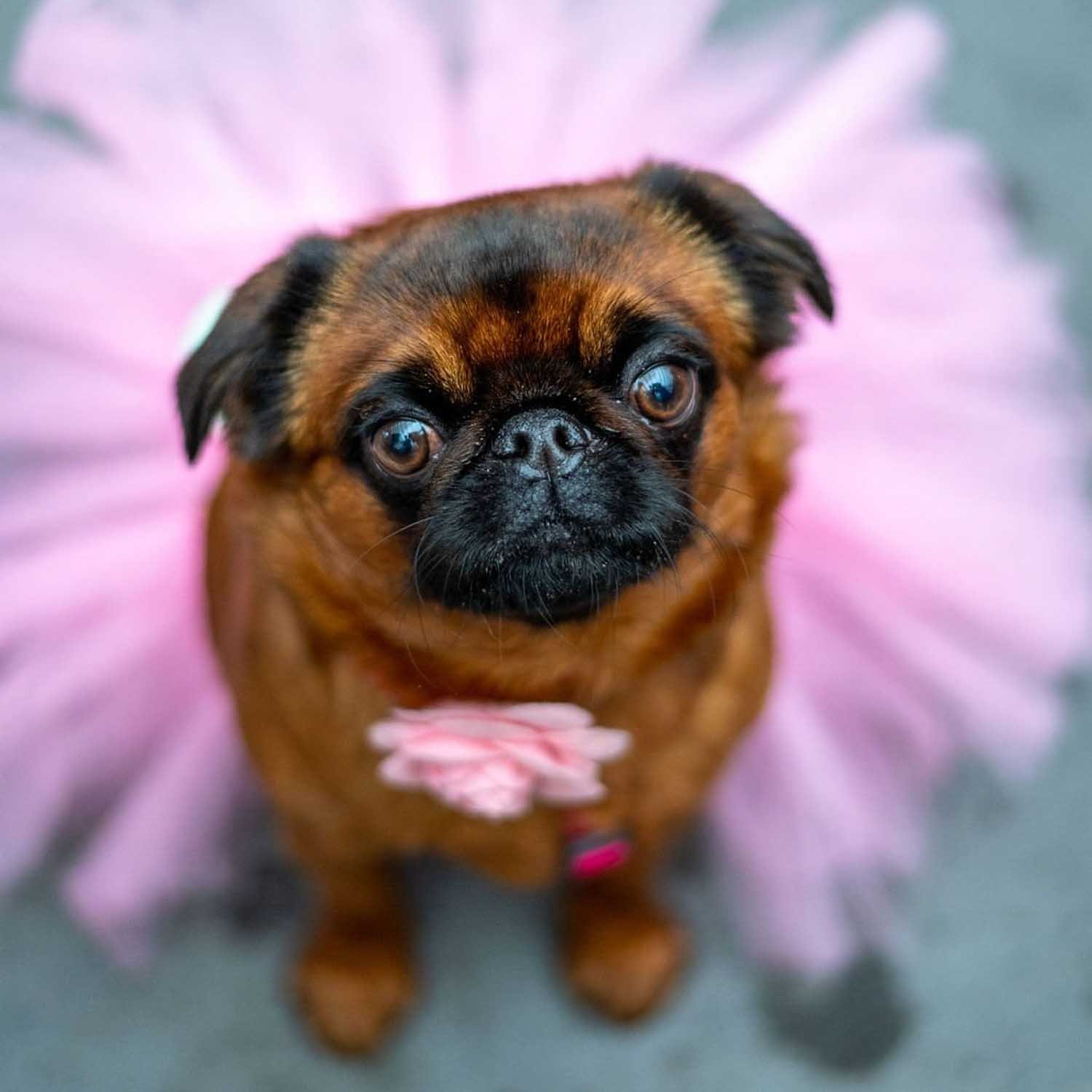 Are Brussels Griffons Good Apartment Dogs?