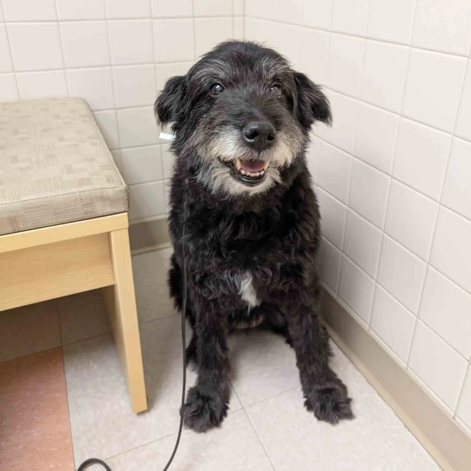 Dogs Wanted for The Dog Aging Project’s TRIAD Program