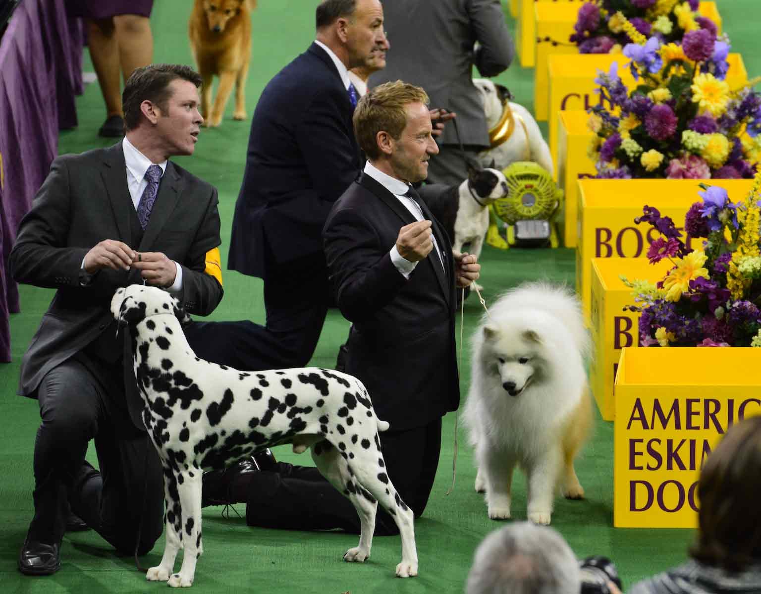 wesminster kennel club dog show