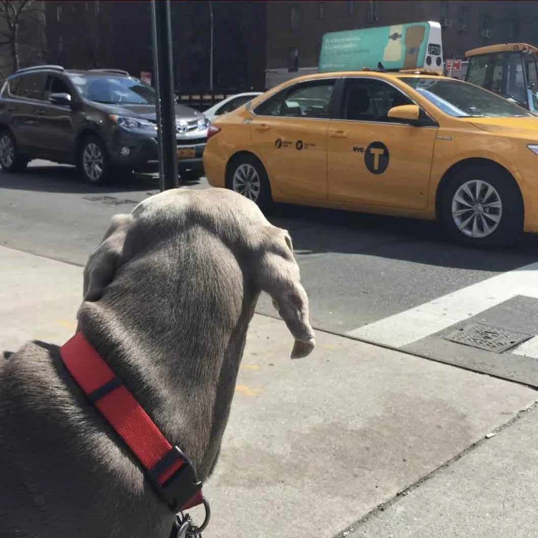 Getting-Aroudn-Town 2.jpg