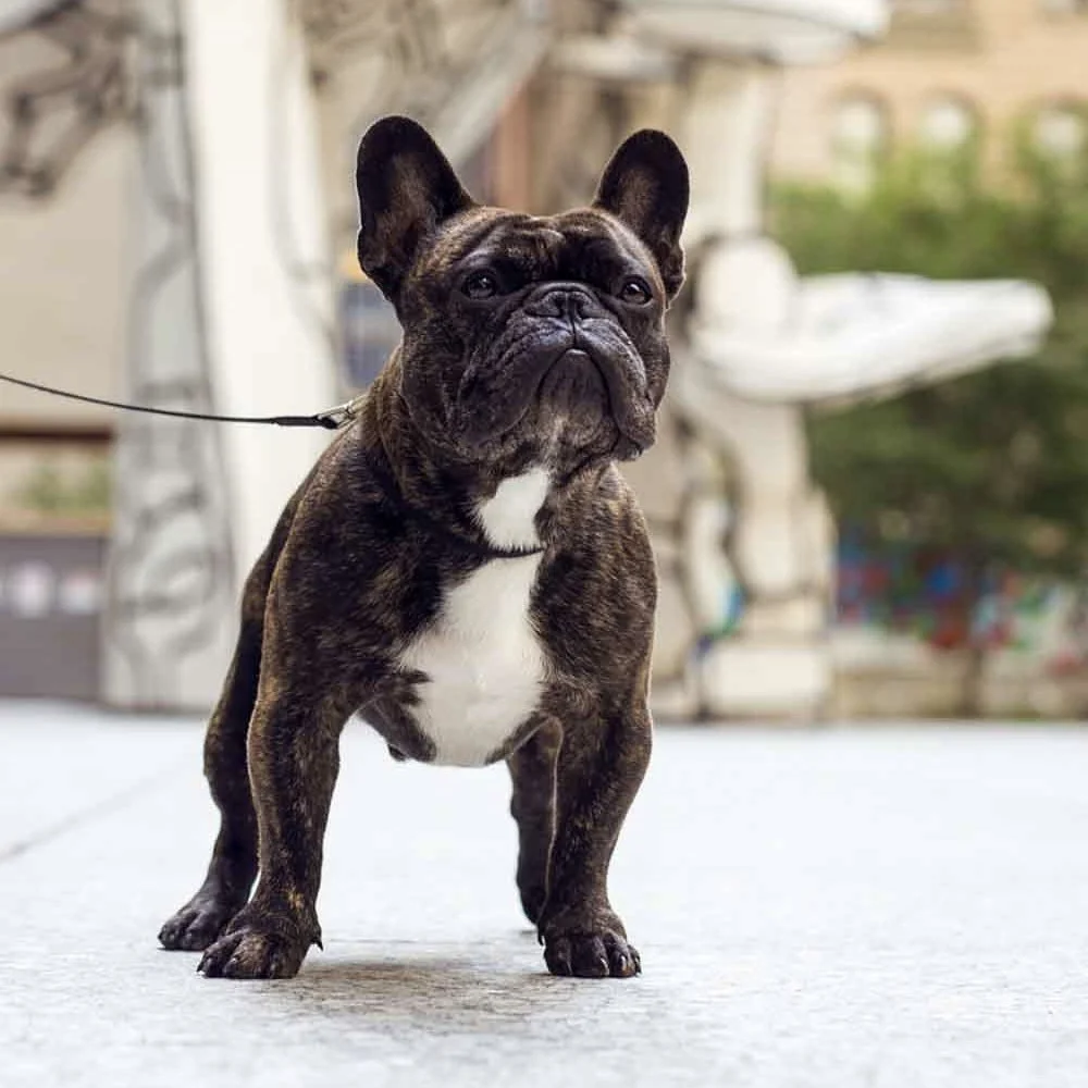 Are French Bull Dogs Good Apartment Dogs?