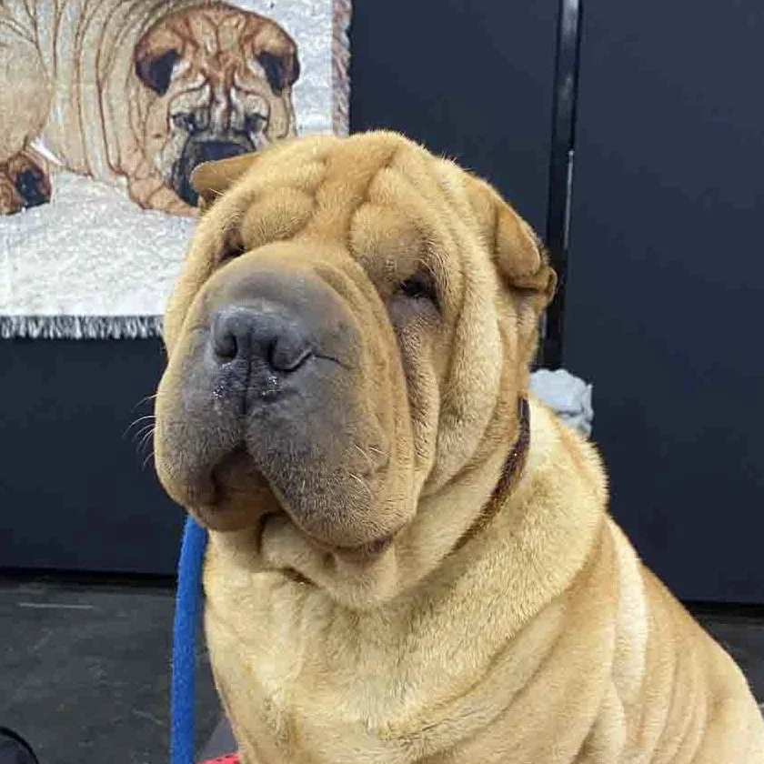 Shar-Pei