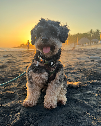 Dino black and beige yorkie poo, therapy dog, sitting on the beach at sunset