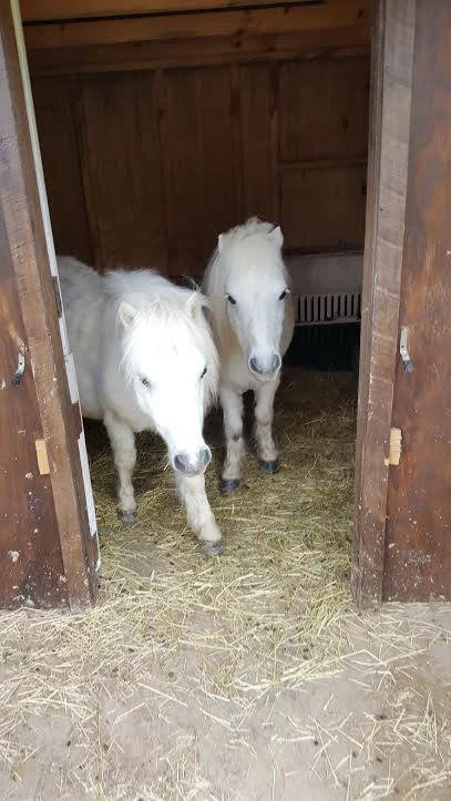 David & Goliath .jpg