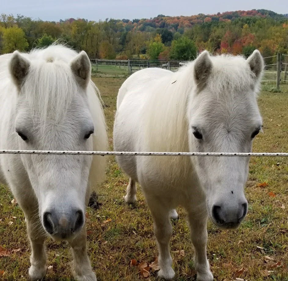 David & Goliath. .jpg