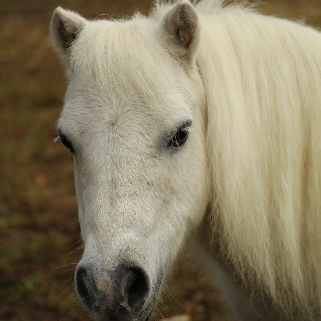 David or Goliath .jpg