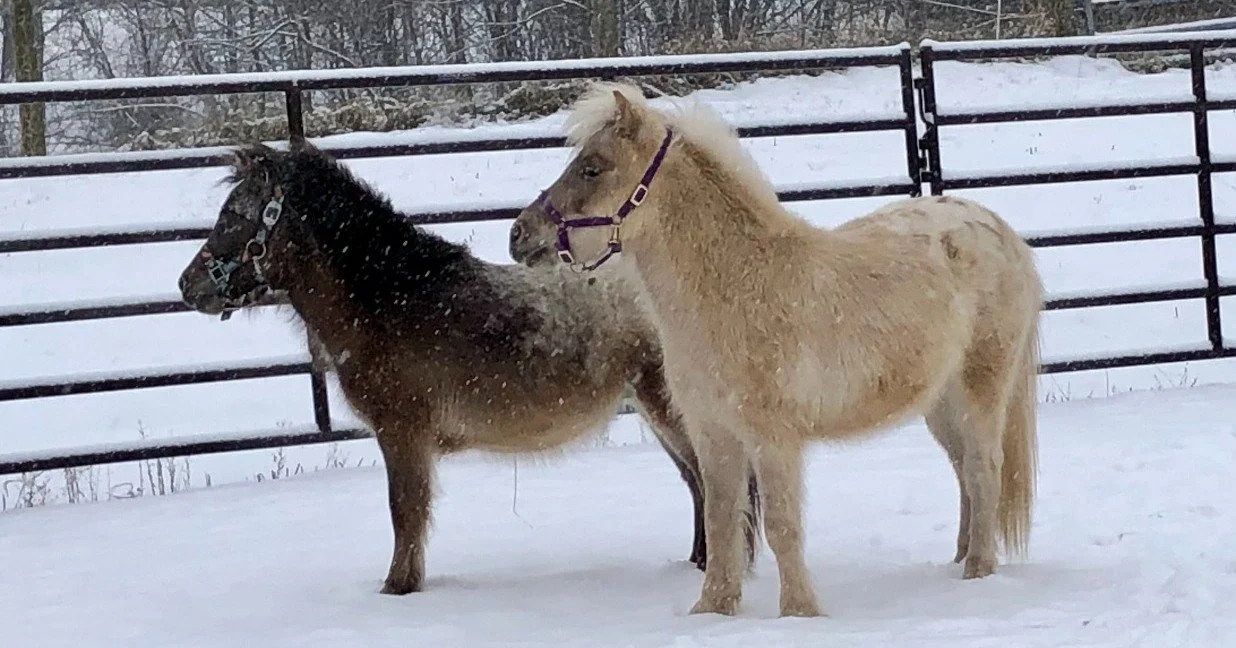 Titus and Zane at Gilfillan Farm.jpg