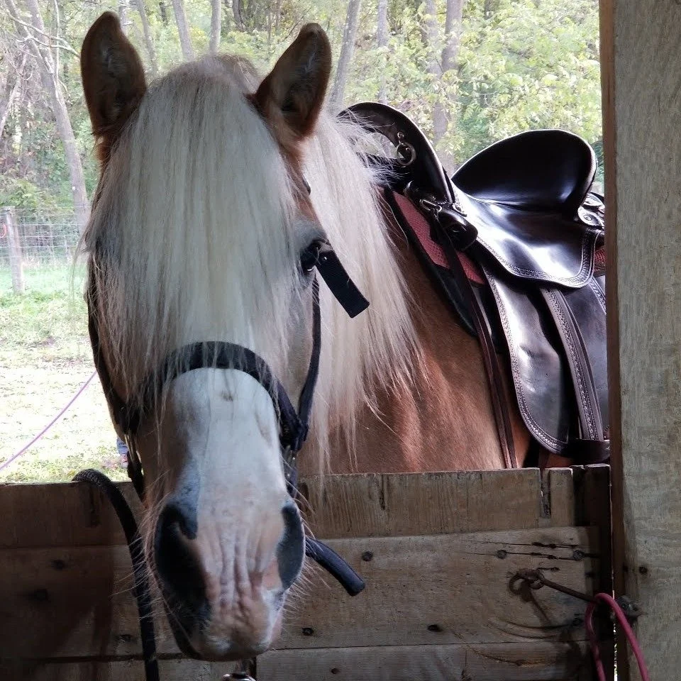 Rocky in a saddle.jpg