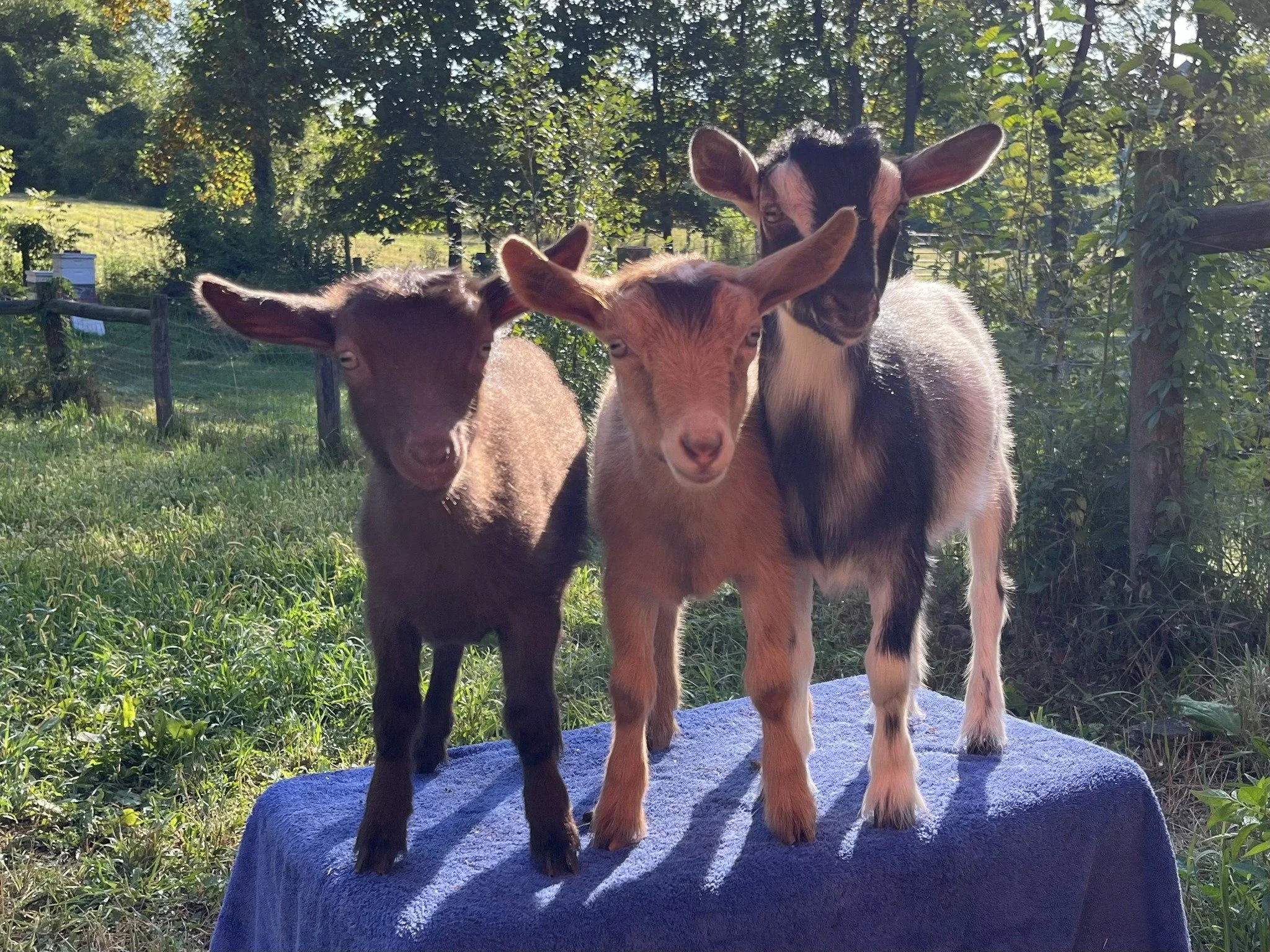 Animal Assisted Activities: It’s the little things :)