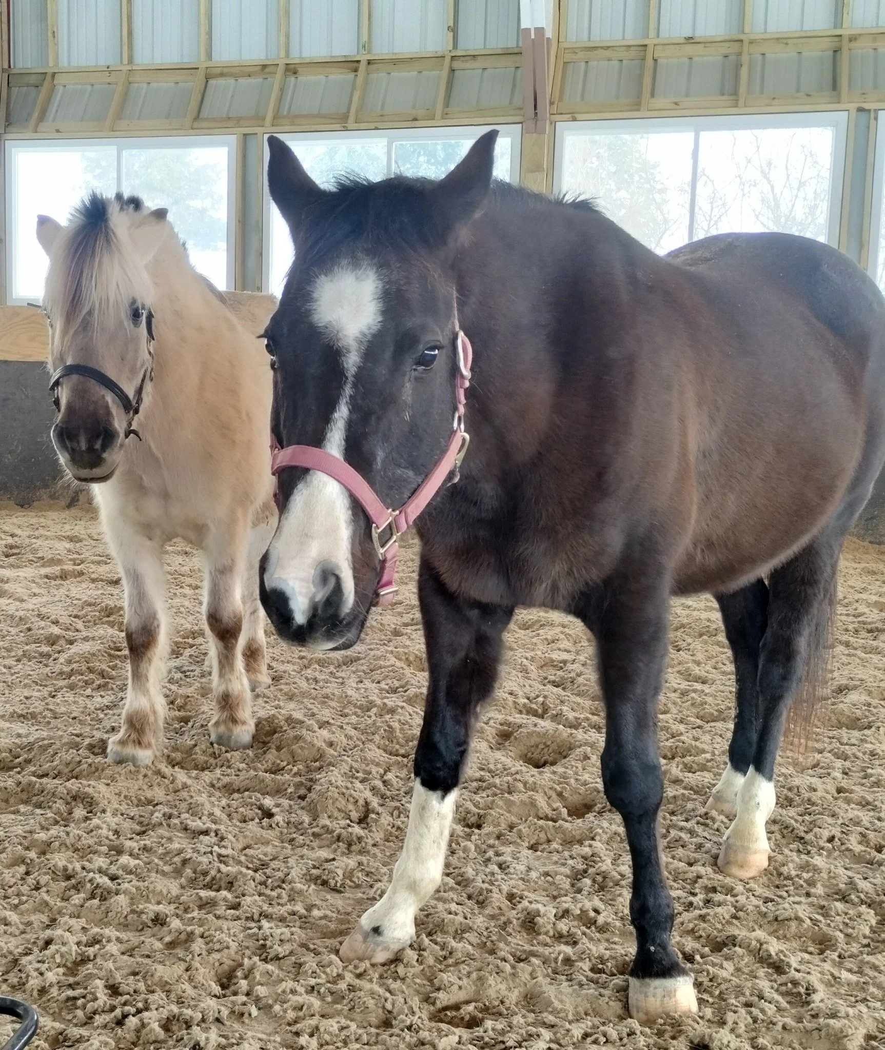 Meet the Newest Member of Our Herd… Micah!