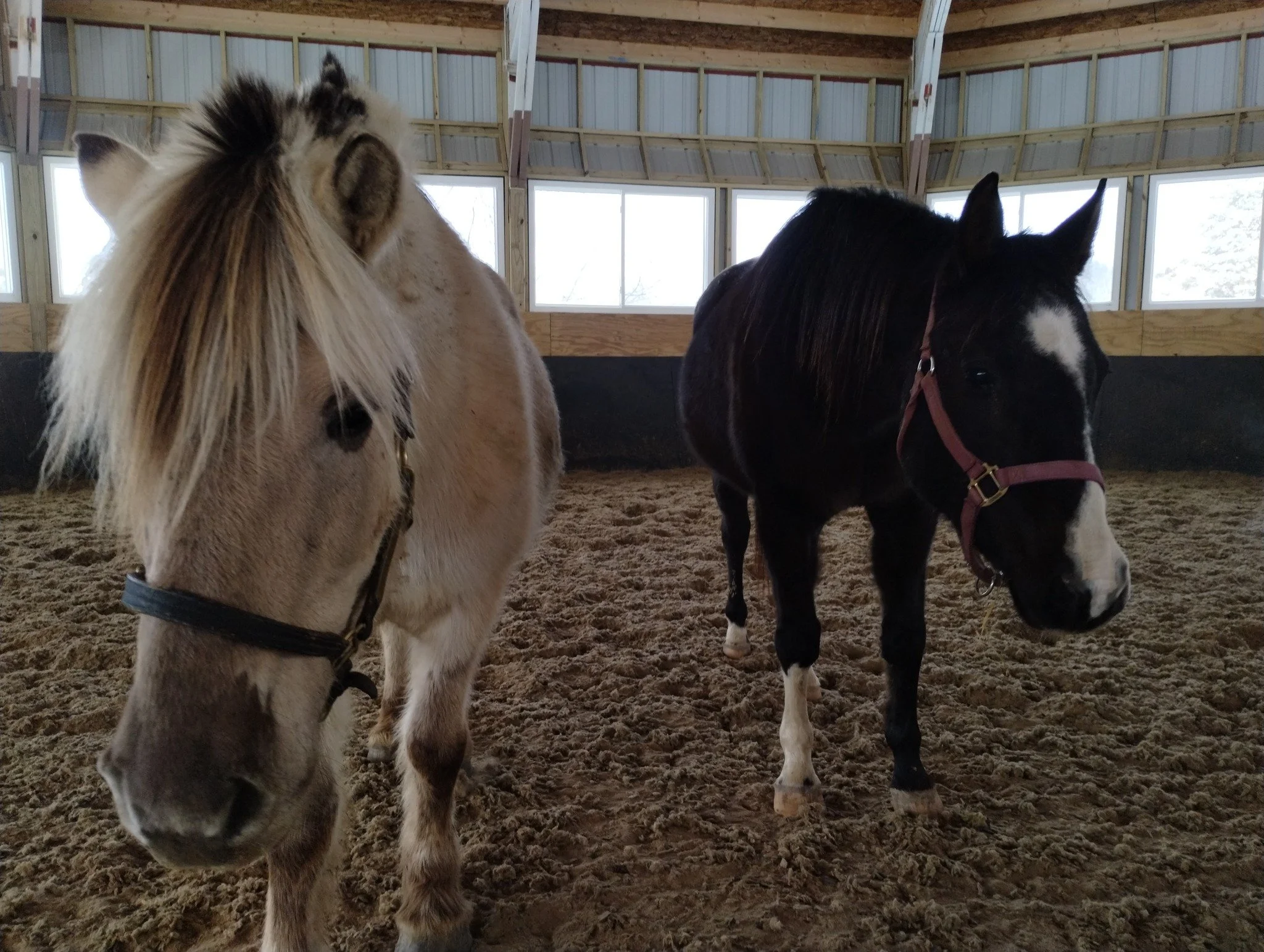 Two horses in a barn
