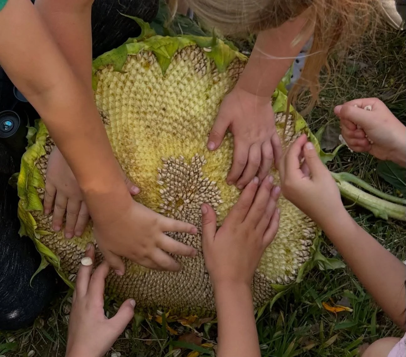 Have you ever harvested a sunflower? Because it&rsquo;s magical.