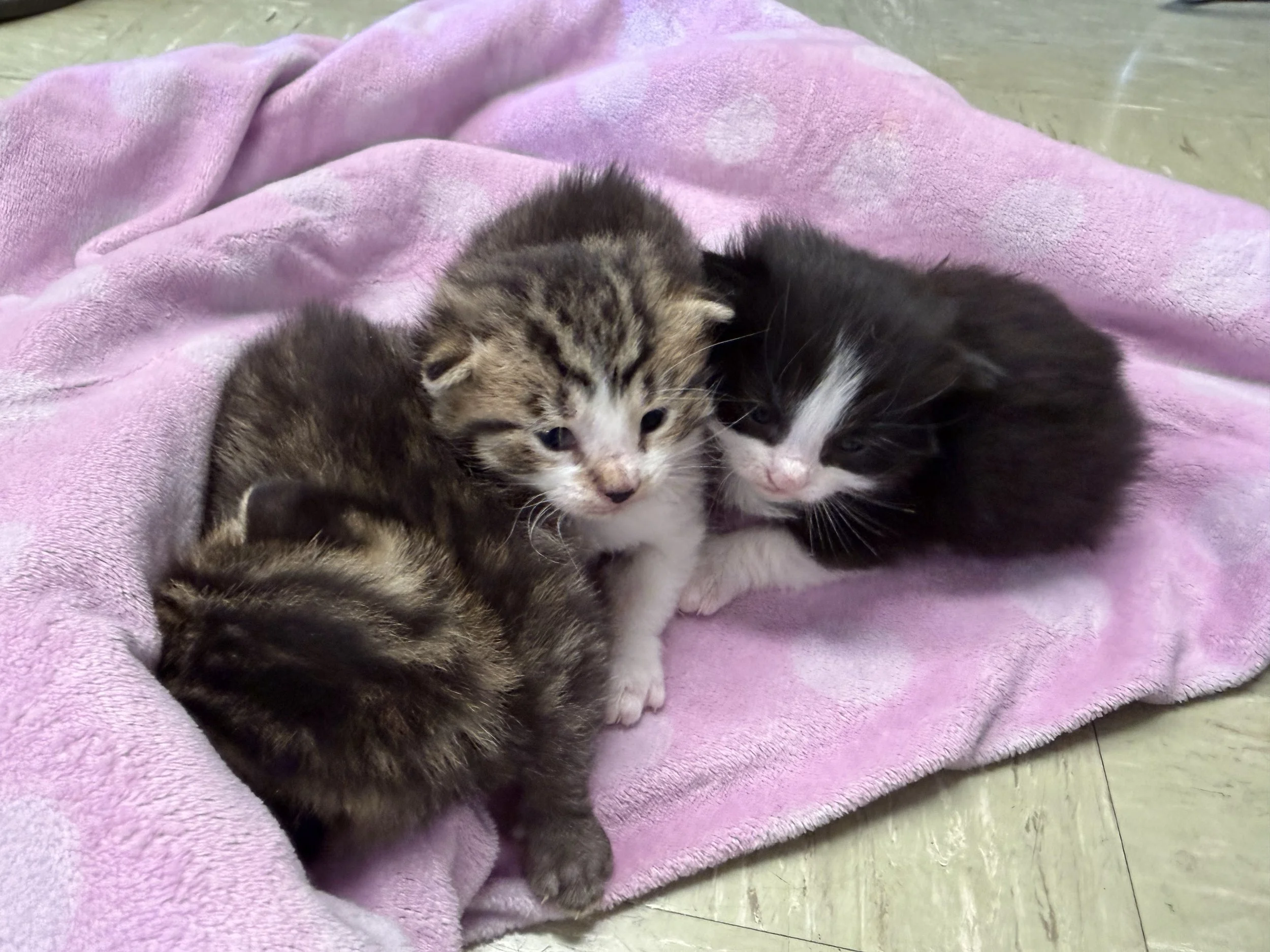 Learning about kittens! 