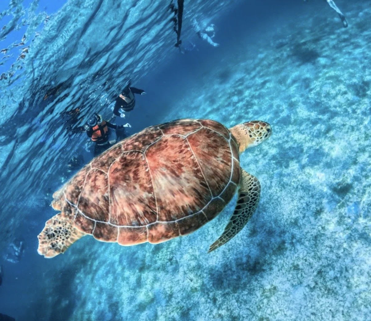 Sea Turtles & Cenotes