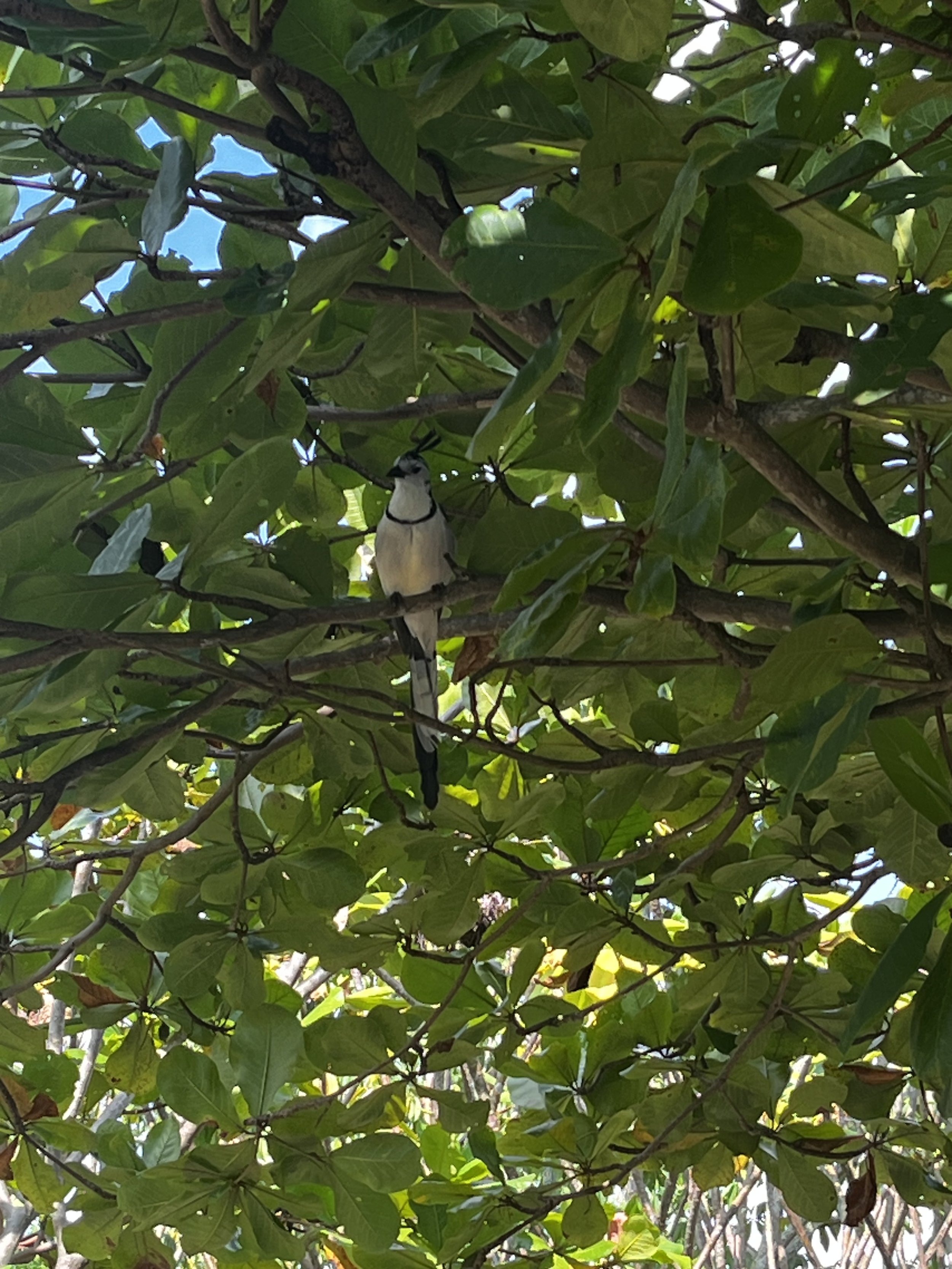 IMG_5147.jpeg