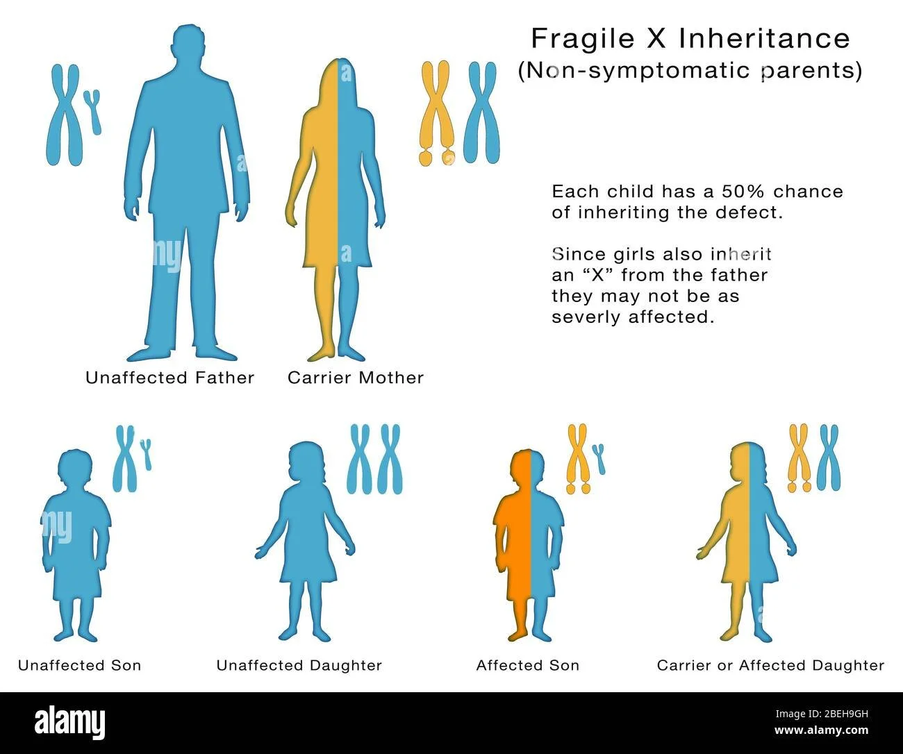 fragile-x-inheritance-illustration-2BEH9GH.jpg