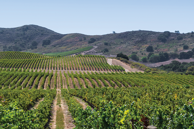 Obtaining Local Approval for ABC Type 93 Estate Tasting Events in Napa County