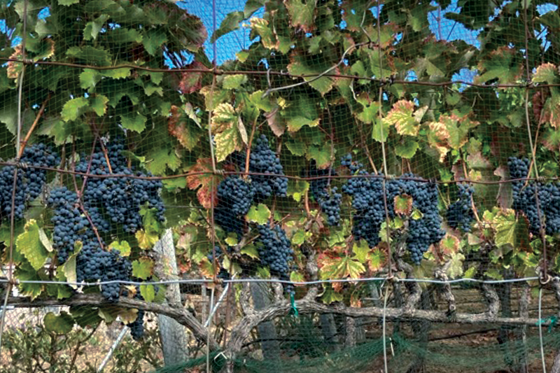 Enforceability of the Producer’s Lien in Bankruptcy