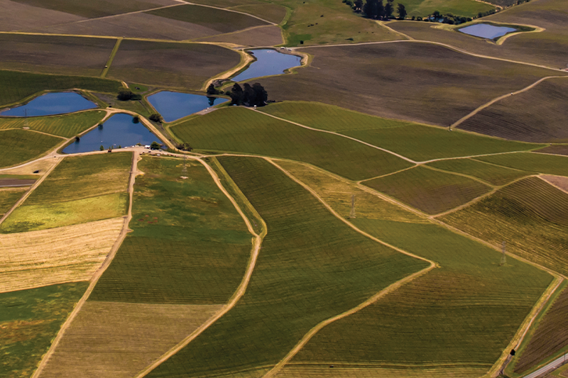 USDA Financial Assistance Available for Eligible Grape Growers