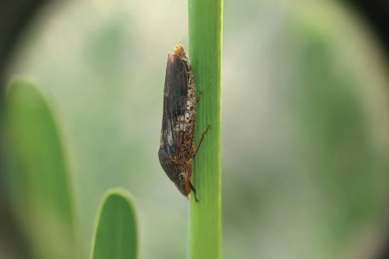 Glassy-Winged Sharpshooters and California’s Pierce’s Disease Control Program