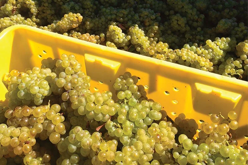 Grape Grower Alternatives to Collecting on Winery Debt: CDFA Market Enforcement Branch