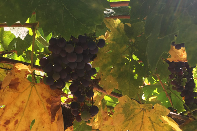 From Vine to Stand: How SB 917 Expands Farmers’ Market Access for All Winemakers