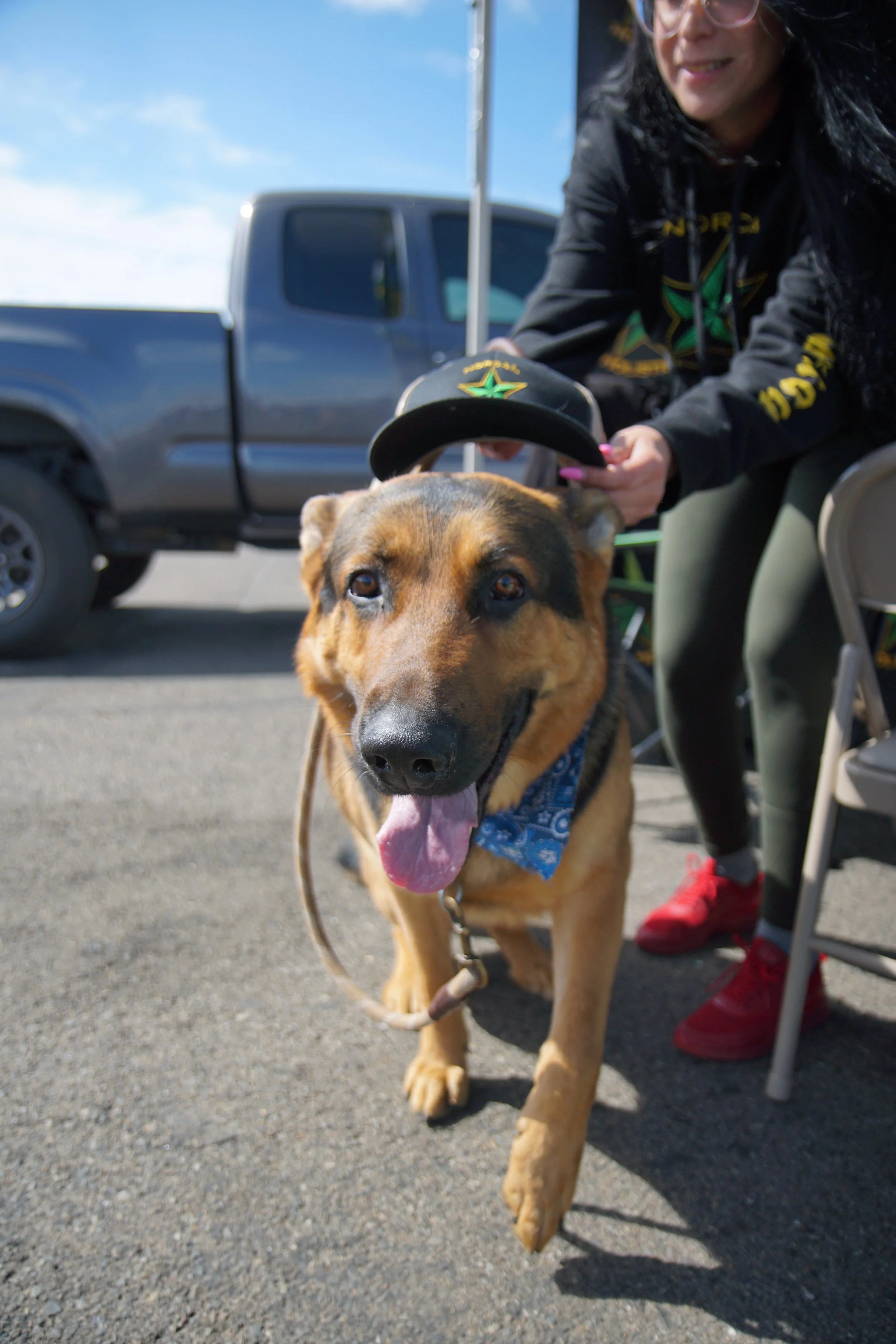 German Shepherd wearing a blue bandana with a woman placing a hat on its head, standing outdoors near a parked truck.