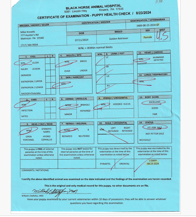 Blue veterinary puppy health check certificate for a female Golden Retriever puppy, issued by Black Horse Animal Hospital, showing examination details including eyes, ears, head, skin, hernia, reproductive system, heart, lungs, body score, and status