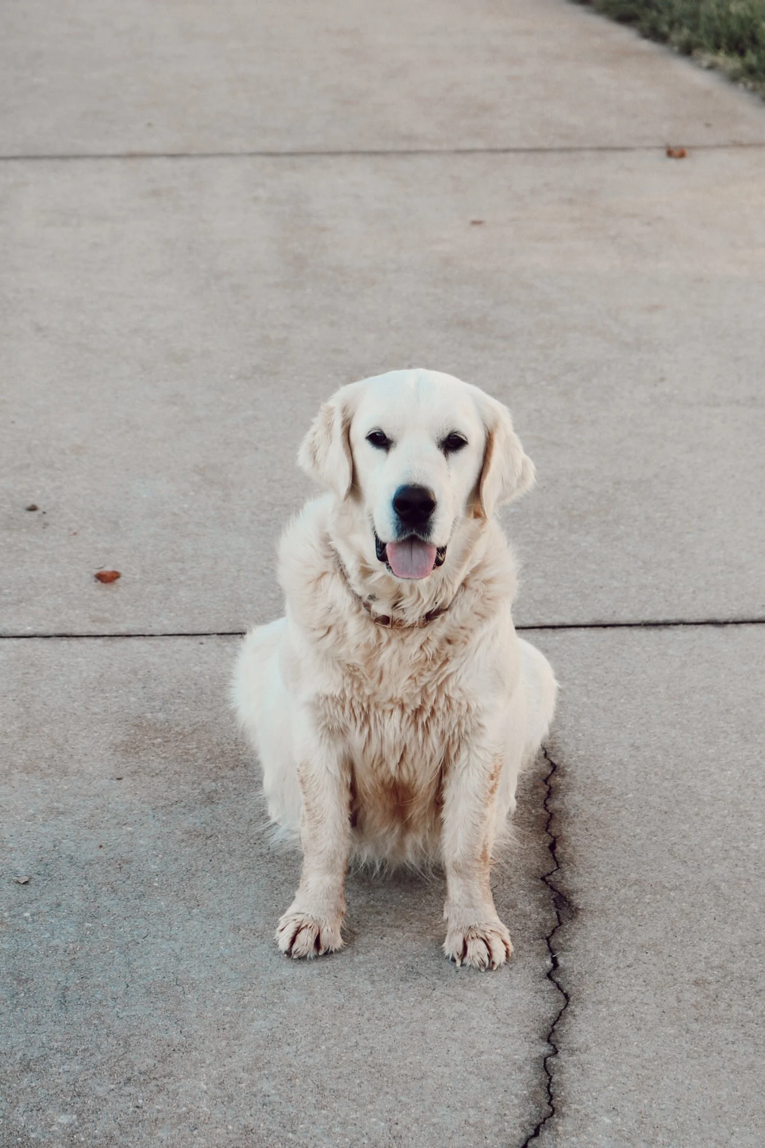 A happy cream-colored Labrador Retriever sitting on a cracked concrete sidewalk.
