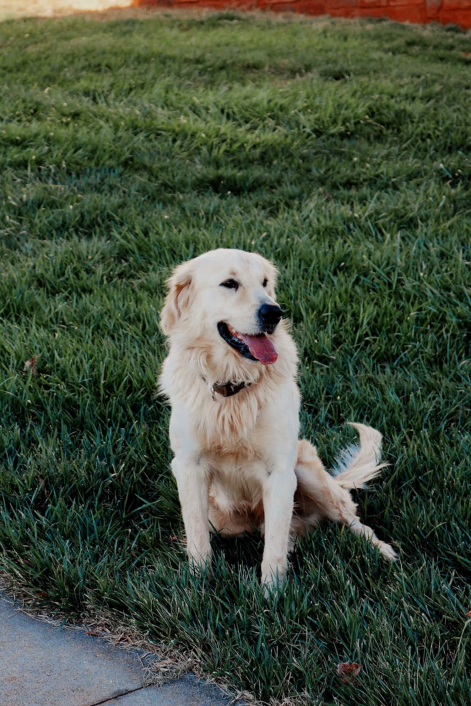 A golden retriever dog sitting on green grass near a sidewalk, looking to the side with its mouth open and tongue out.