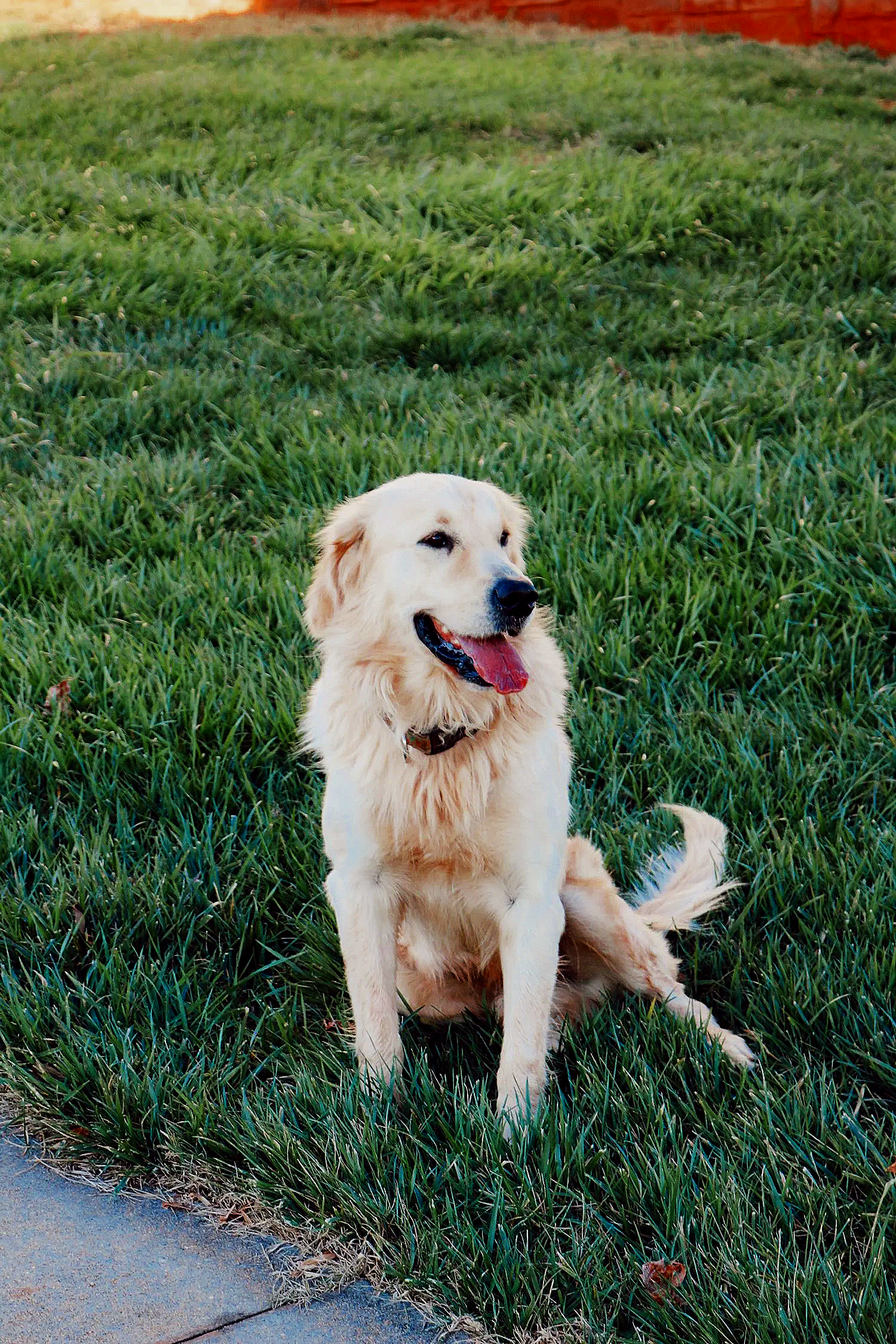 A happy Golden Retriever dog sitting on green grass near a sidewalk.