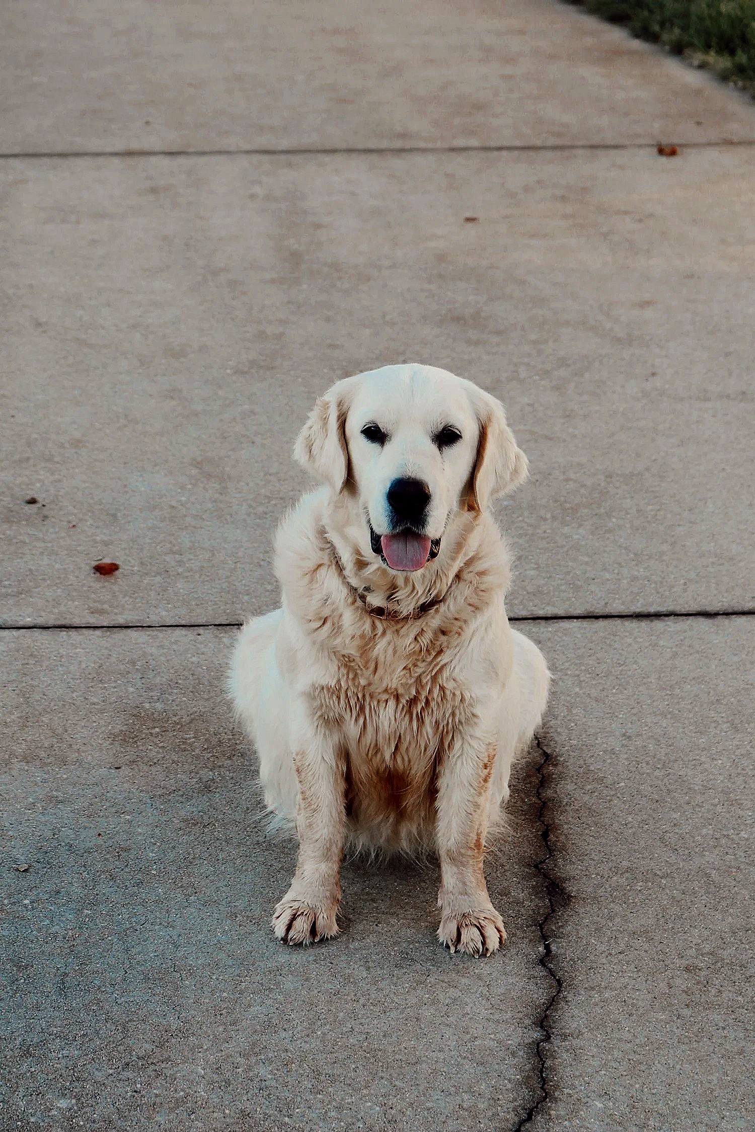 A happy golden retriever puppy sitting on a concrete sidewalk.