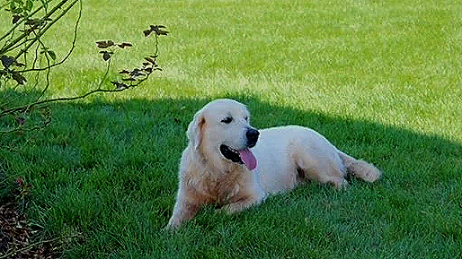 Golden retriever lying on green grass in a park with a shadow nearby.