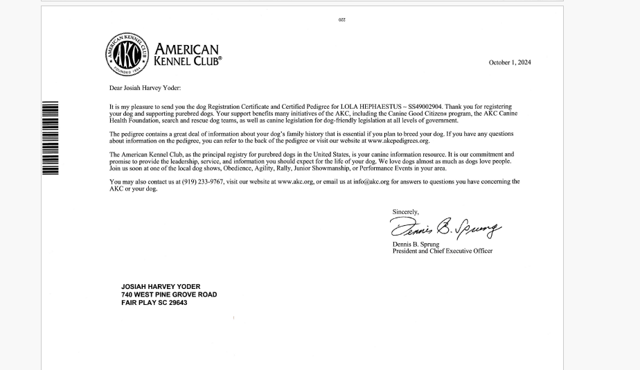 Letter from the American Kennel Club dated October 1, 2024, addressed to Josiah Harvey Yoder, concerning a dog registration certificate and pedigree for Lola Hephaestus and signed by Dennis B. Sprung, President and Chief Executive Officer.
