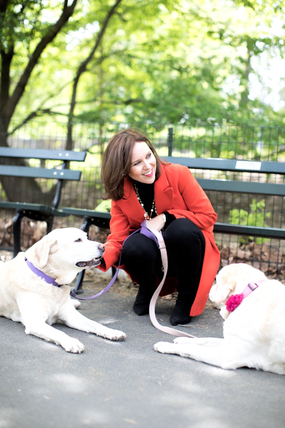 A woman in a red coat crouching and smiling at two Labrador Retrievers, one sitting and one lying down, in a park with lush green trees and a bench.
