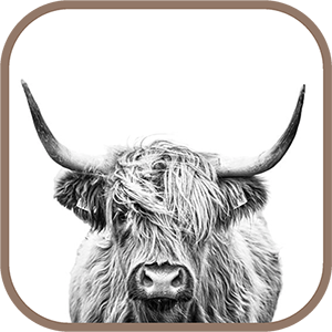 Close-up of a Highland cow with long curly horns and shaggy fur in black and white.