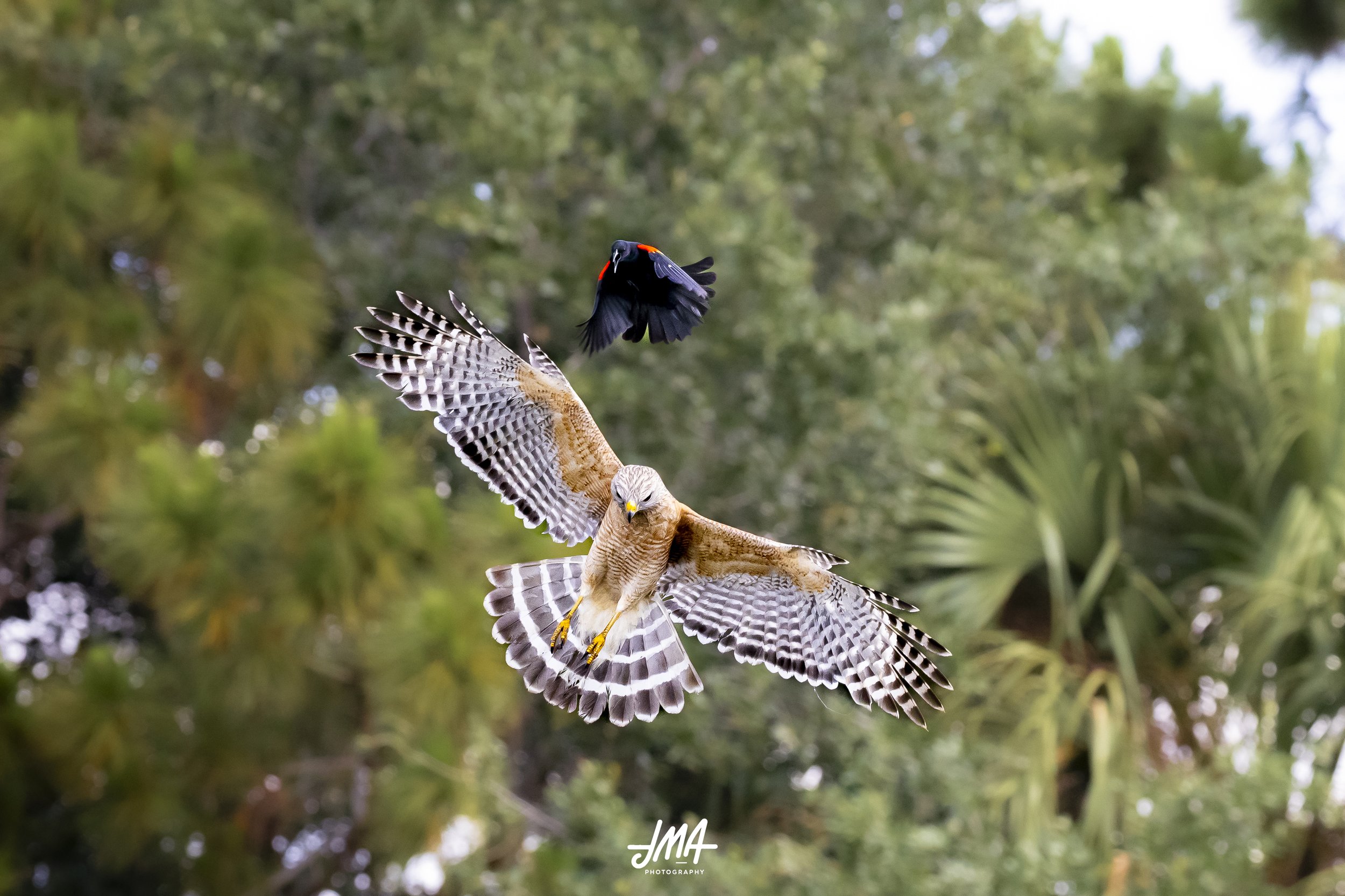 WTM Hawk.jpg