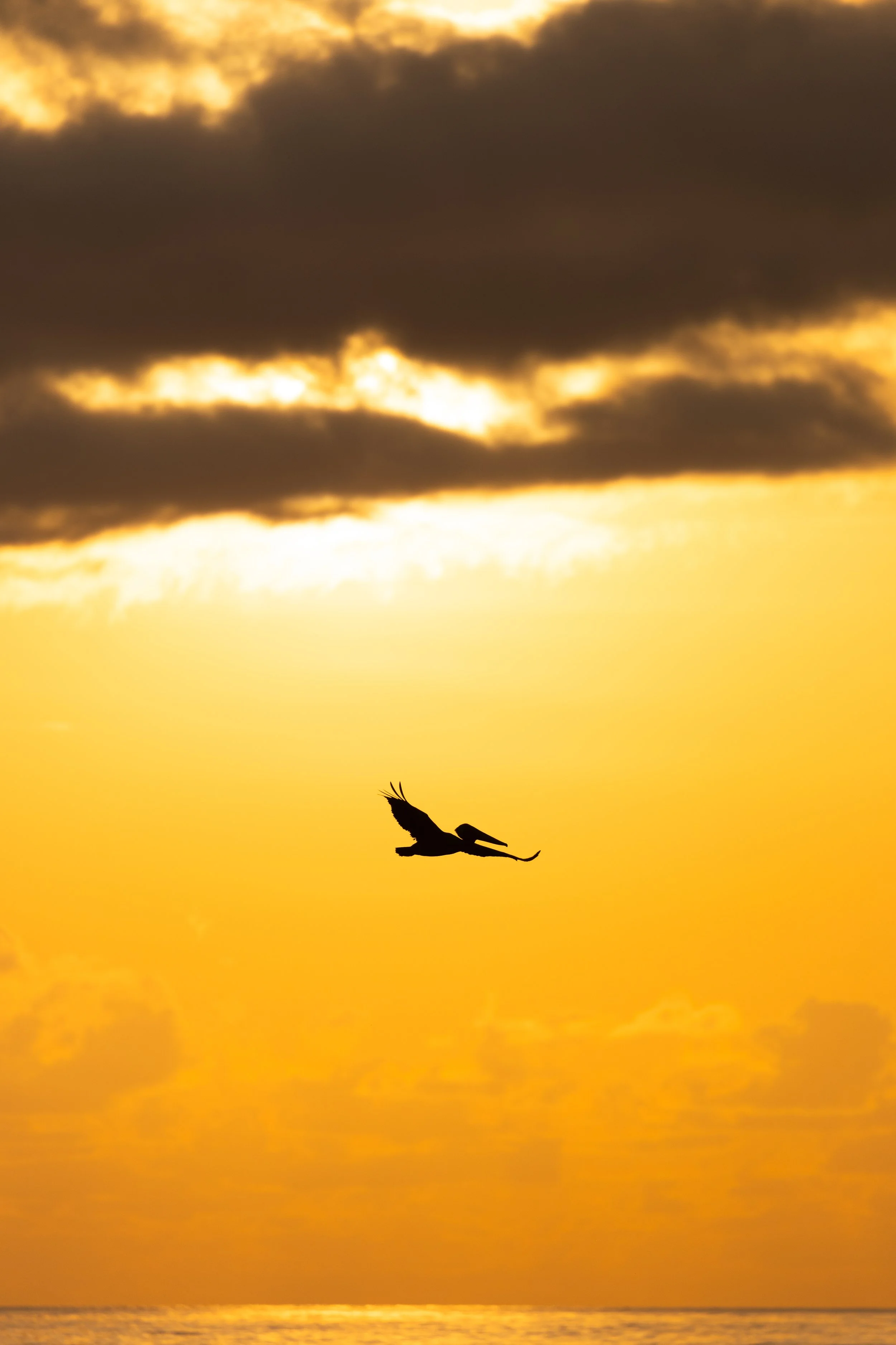 A silhouette of a pelican flying over the ocean at sunset with dark clouds overhead and a glowing yellow and orange sky.