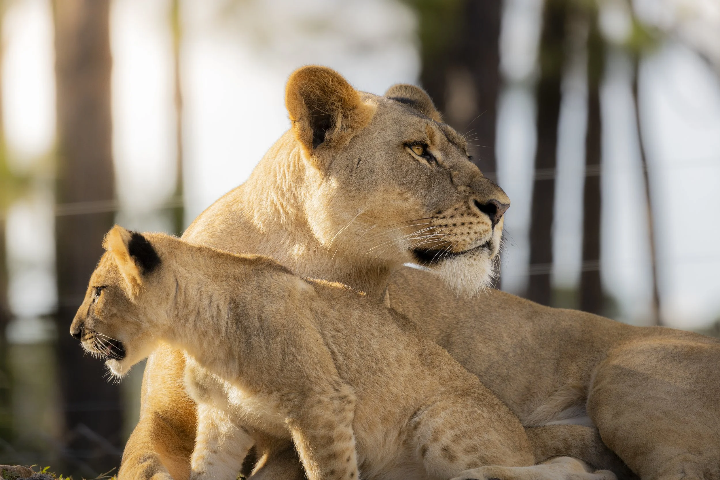 A lioness with a cub resting outdoors with tall trees in the background.