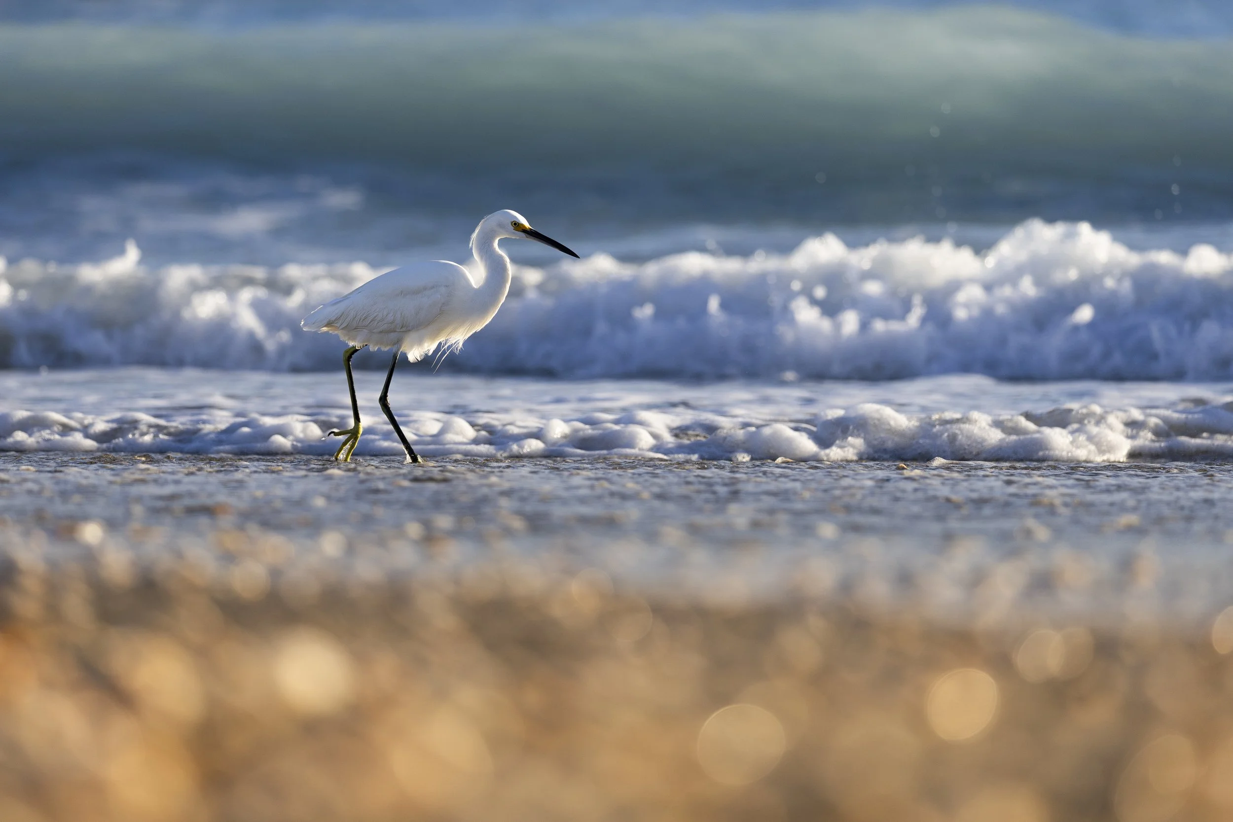A white heron standing at the shoreline with waves crashing behind it.