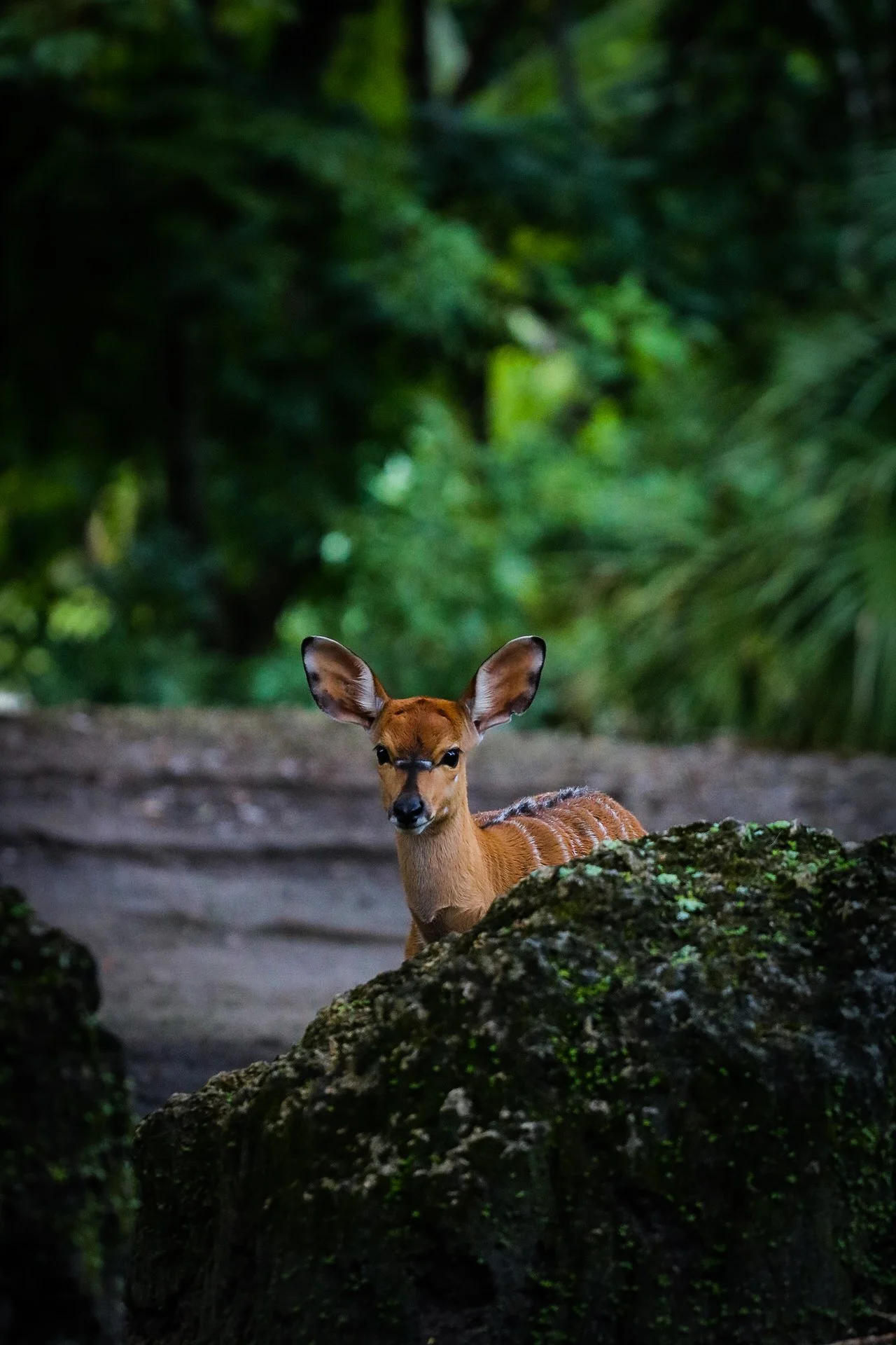 A small deer with large ears and a tan coat standing behind a moss-covered rock in a wooded area.