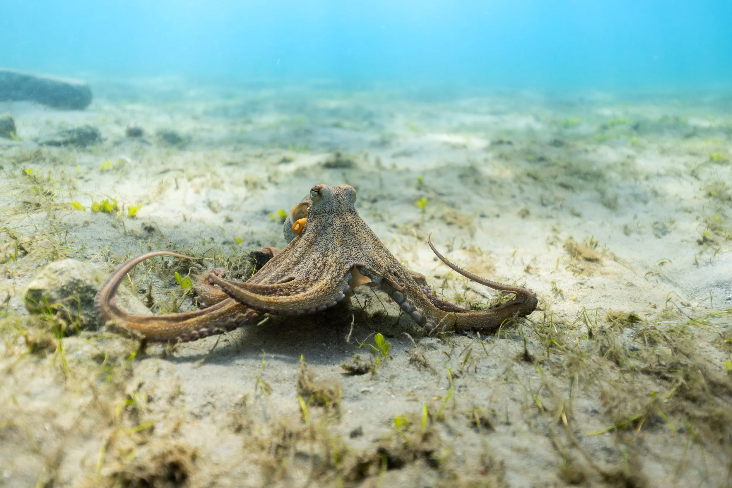 An octopus on the ocean floor with sand, small plants, and rocks visible underneath clear blue water.