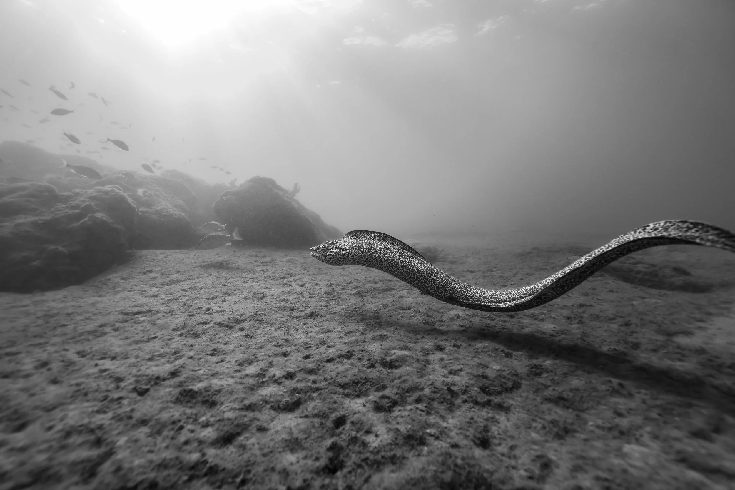 Underwater scene with a spotted eel swimming near the ocean floor, with rocks and coral in the background, in black and white.