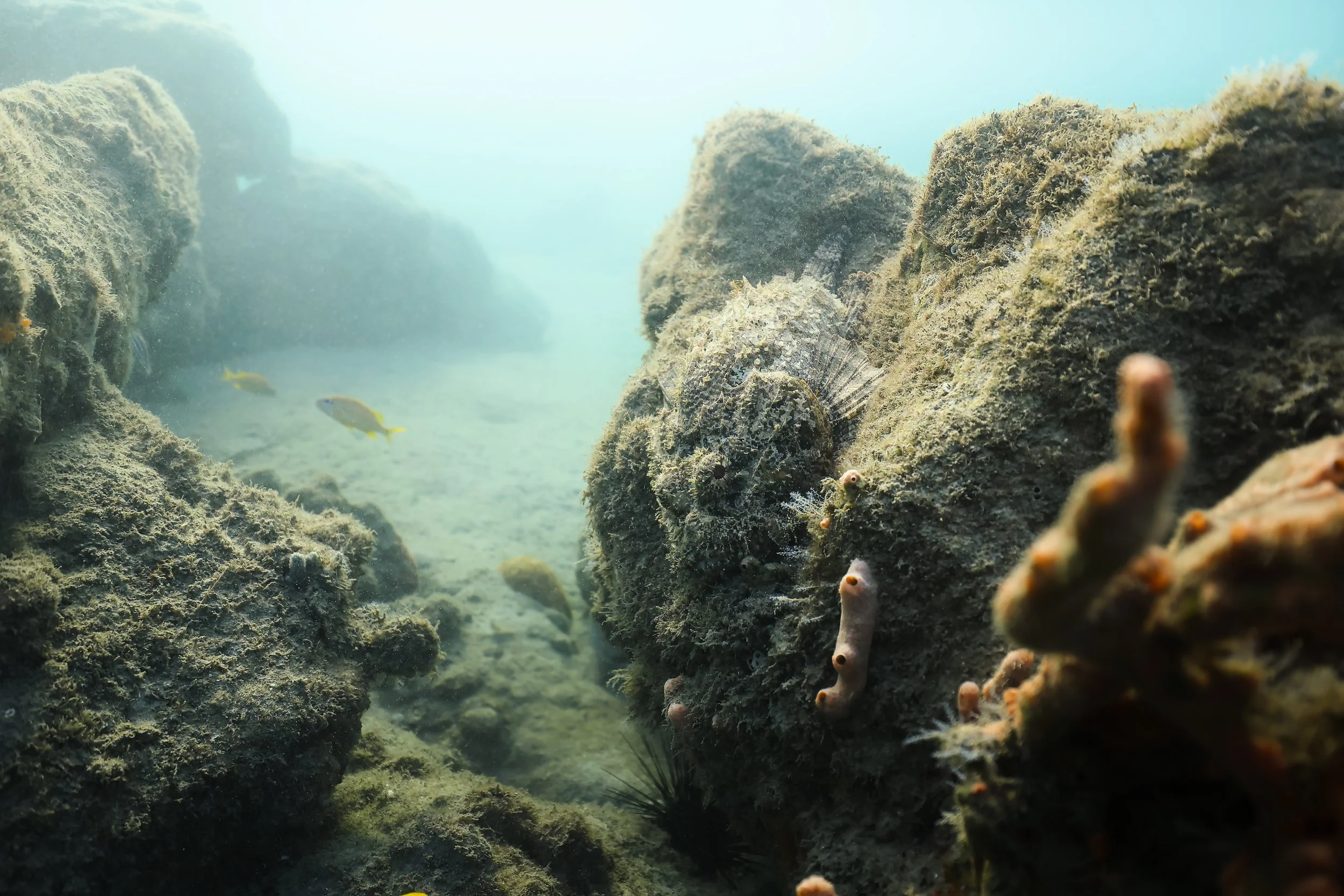 Underwater scene showing rocks covered with algae and coral, with a few small fish swimming near the rocks.