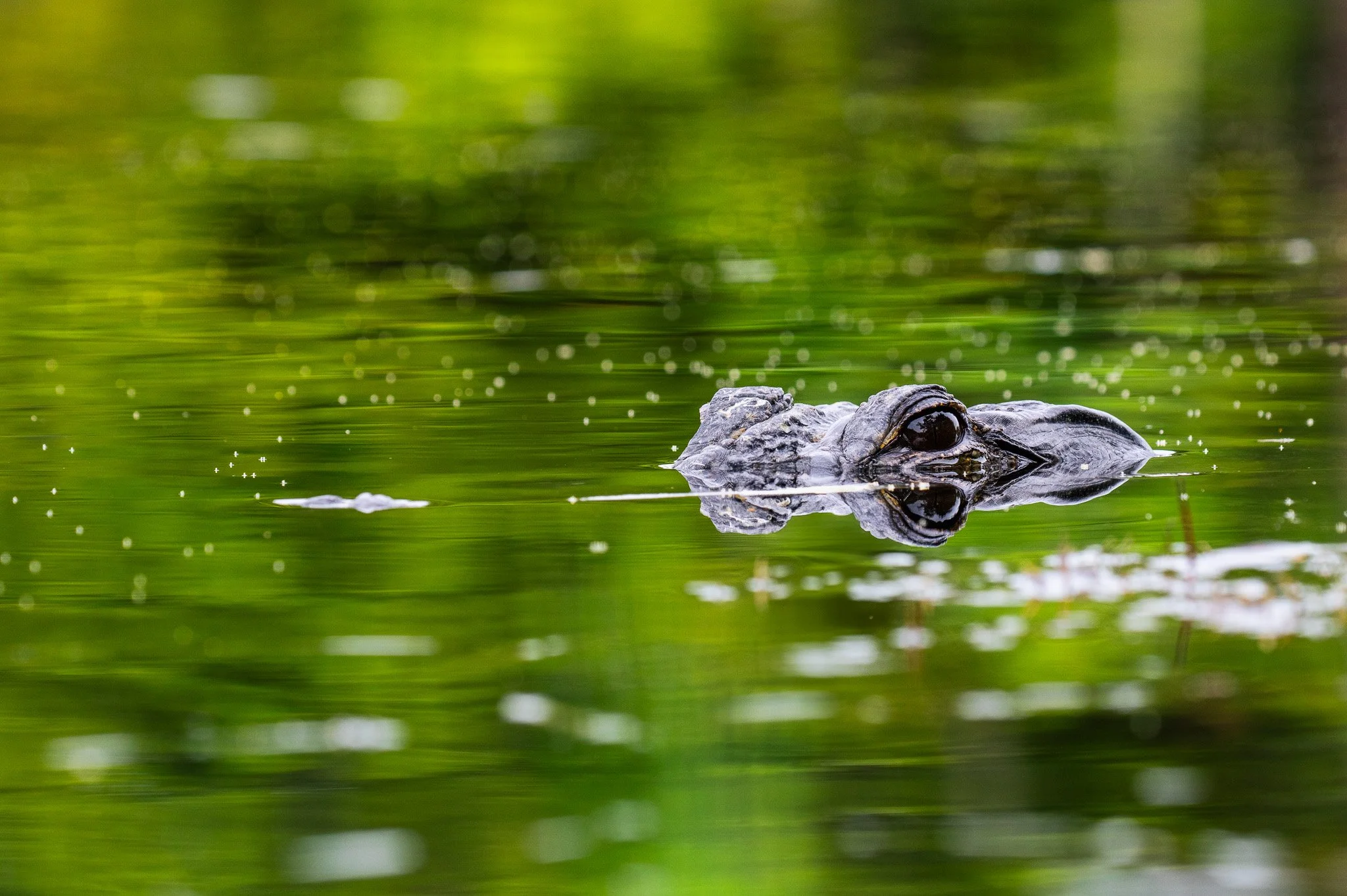 Spirit of the Everglades
