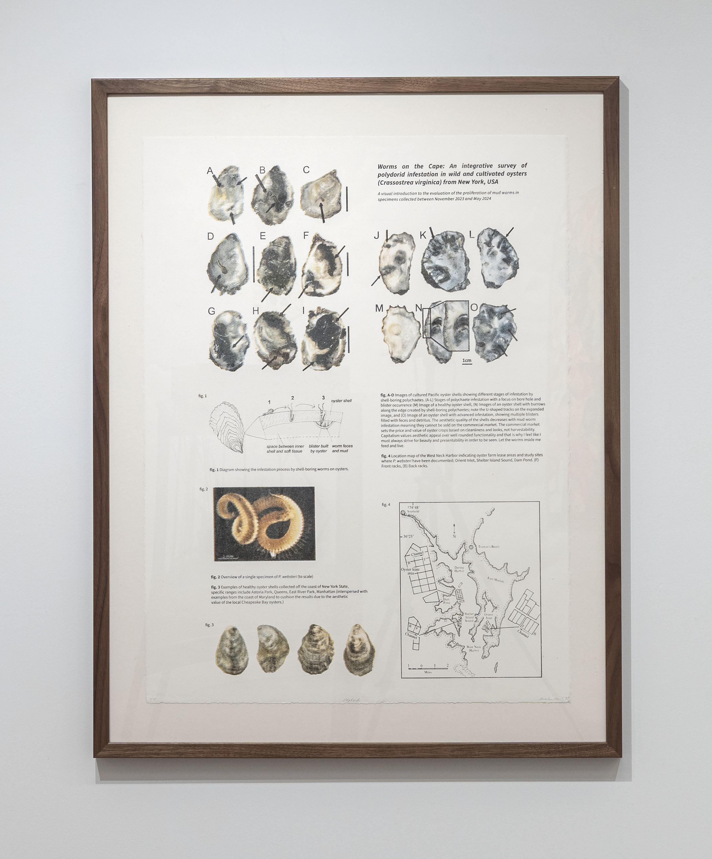 Polydorid 30” x 22”, Photolithograph. 2025