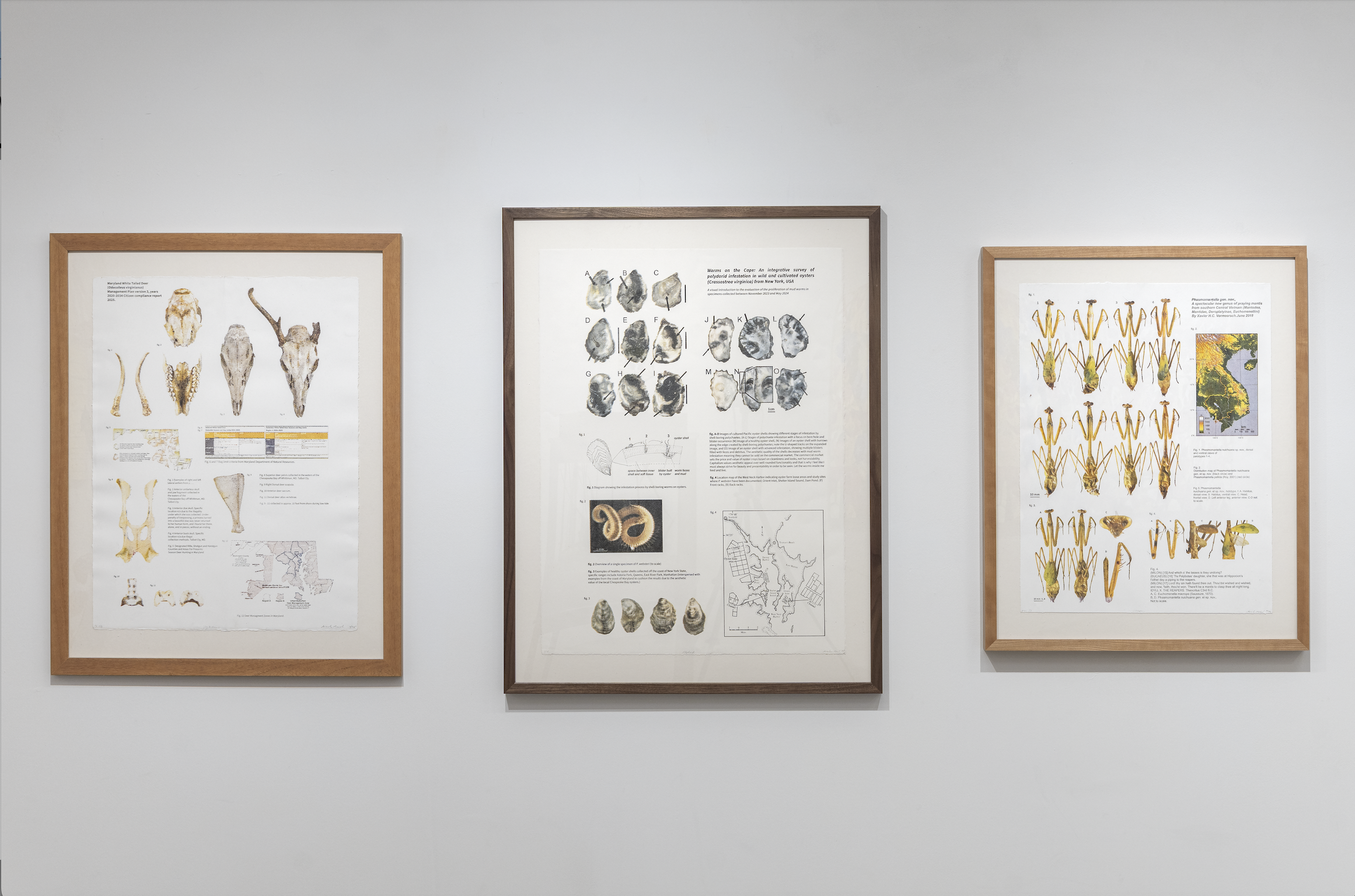 Installation view of Virginianus 26” x 19.25”, Polydorid 30” x 22”, and Phasm 24.25” x 18.25”. Photolithographs. 2025.  