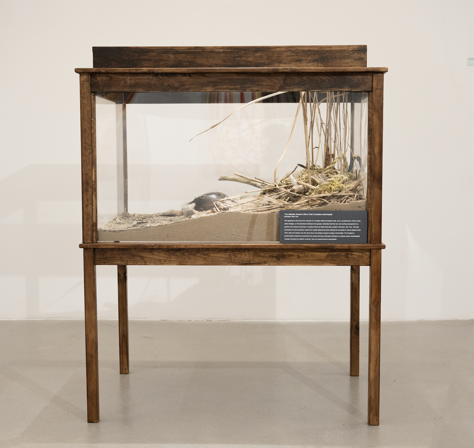 The Atlantic Horse’s Shoe Crab (Limulus cancriequi). Dimensions variable, mixed media. 2025